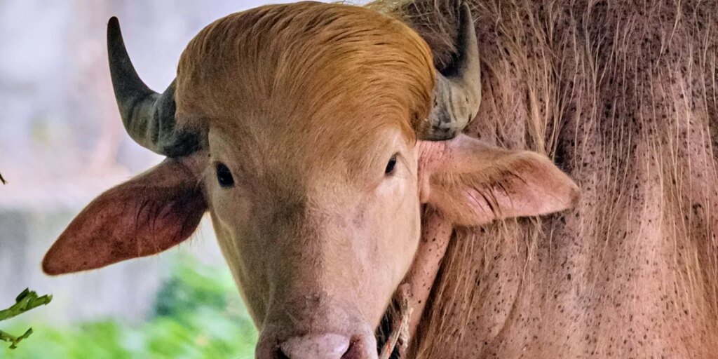 He’s received golden hair, weighs 1,500 kilos, and he is a uncommon albino buffalo. Bangladesh is asking him ‘Donald Trump’