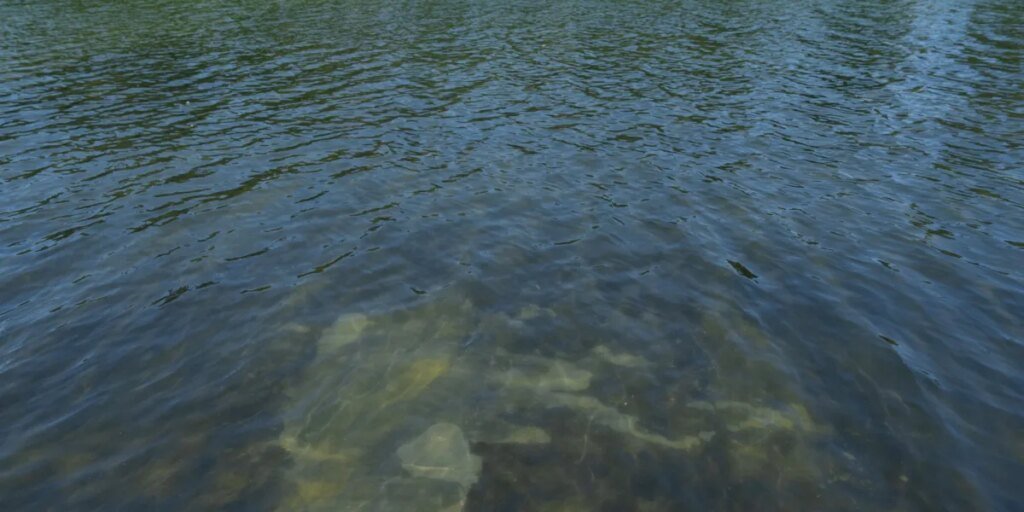 Trump tries clarify why the Reflecting Pool is algae inexperienced and its blue lining is peeling