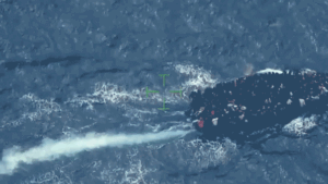 Coast Guard intercepts overcrowded migrant vessel close to Turks and Caicos