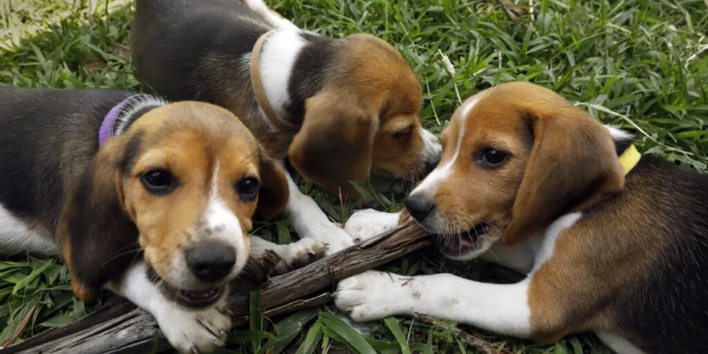 Beagle breeding farm to shutter for good after rescue group buys practically 1,500 canines after protests