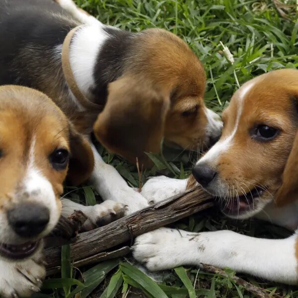 Beagle breeding farm to shutter for good after rescue group buys practically…
