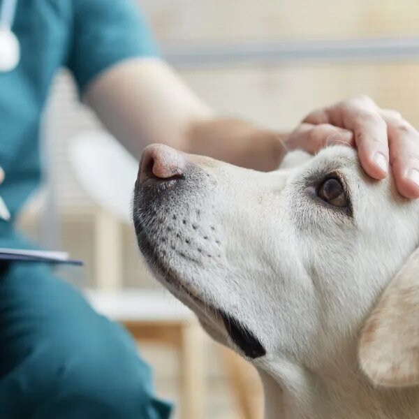 A pet emergency can value $8K. For thousands and thousands of Americans,&hellip;