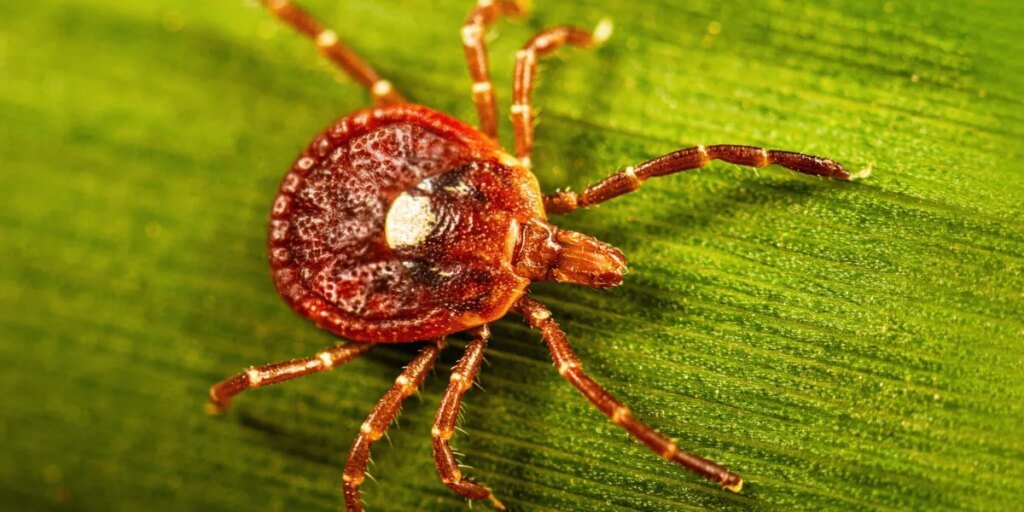 Meet the Lone star tick: main US supply of alpha-gal syndrome, a life-threatening meat allergy