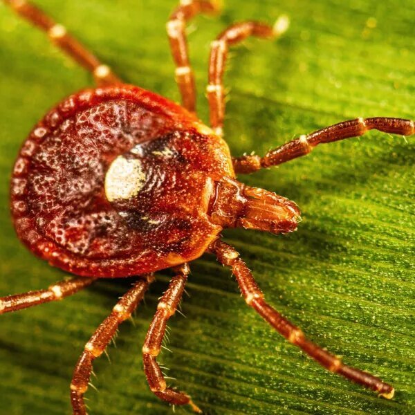 Meet the Lone star tick: main US supply of alpha-gal syndrome, a&hellip;