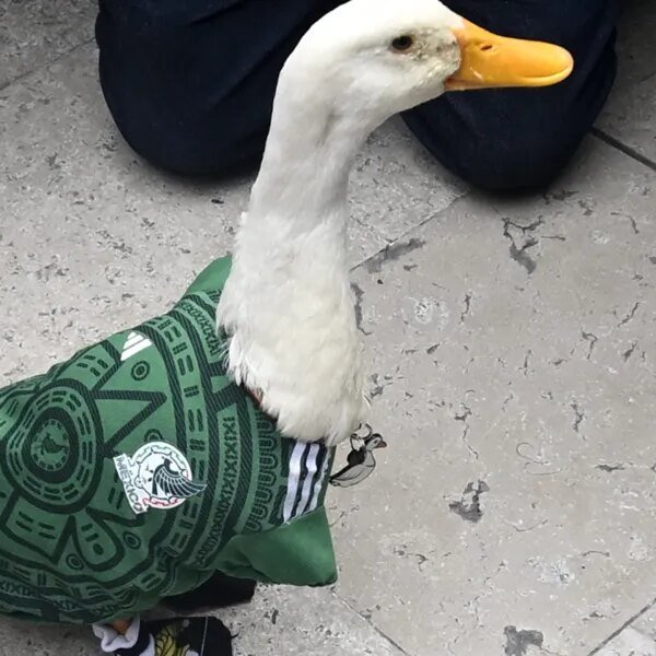 Merlin the Duck was allowed inside Mexico City’s Azteca Stadium, however solely&hellip;