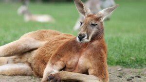 Two kangaroos throw punches like UFC fighters in Australian man’s yard in viral video