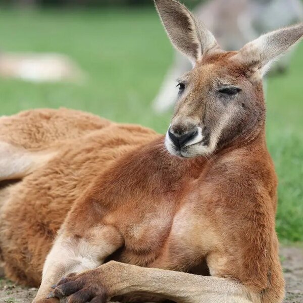 Two kangaroos throw punches like UFC fighters in Australian man’s yard in&hellip;