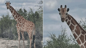 Fugitive giraffe discovered by helicopter after 2 weeks on the run in Texas