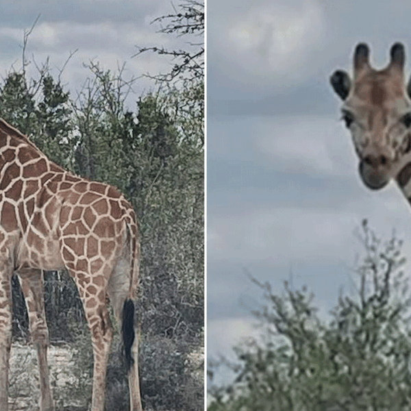 Fugitive giraffe discovered by helicopter after 2 weeks on the run in…
