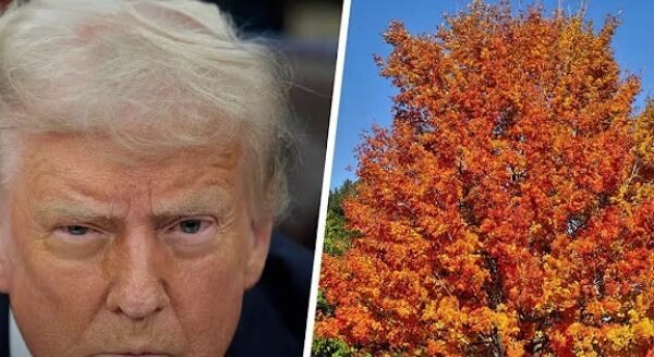 Donald Trump Is Now Spending His Days Counting Trees In The Park