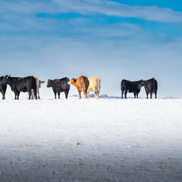 Catching A Falling Calf: A Contrarian Case For America's Beef Packers