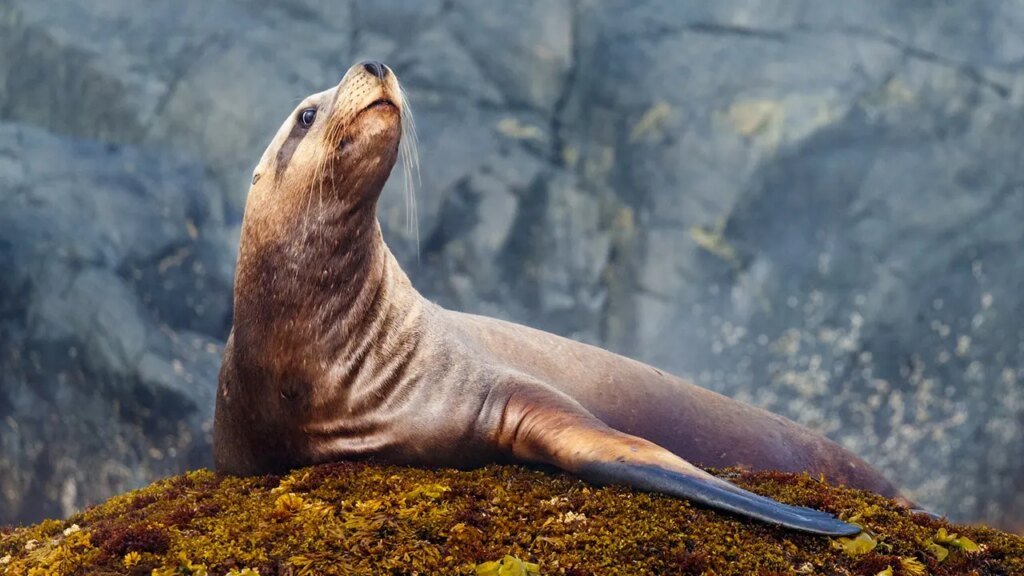 Sea lion pulls off brazen tuna heist as fisherman tries and fails to carry onto his first large catch