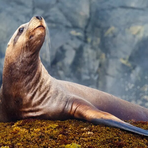 Sea lion pulls off brazen tuna heist as fisherman tries and fails…