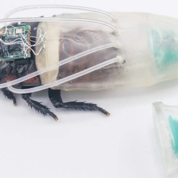 Cyborg cockroach diving go well with might support catastrophe search and rescue