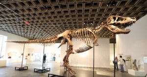 T. Rex Fossil Sells for $50.1 Million, Putting the King Back On Top