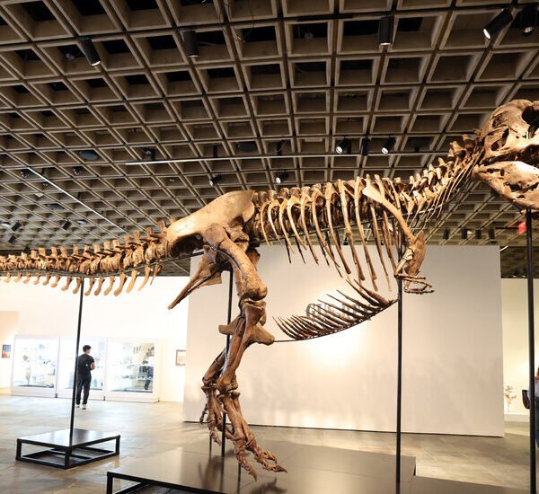 T. Rex Fossil Sells for $50.1 Million, Putting the King Back On…
