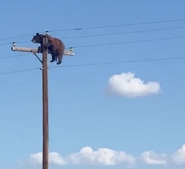 Bear Dies After Getting Stranded Atop Electric Pole in New Mexico