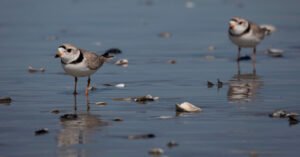 Trump Cuts Habitat Protections for Endangered Species