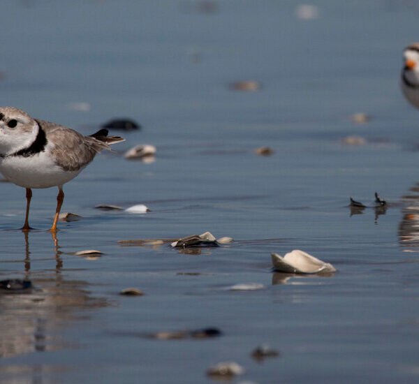 Trump Cuts Habitat Protections for Endangered Species