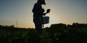 ‘They’re not freak occurrences’: Farmers grapple with defending crops amid excessive climate