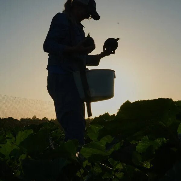 ‘They’re not freak occurrences’: Farmers grapple with defending crops amid excessive climate