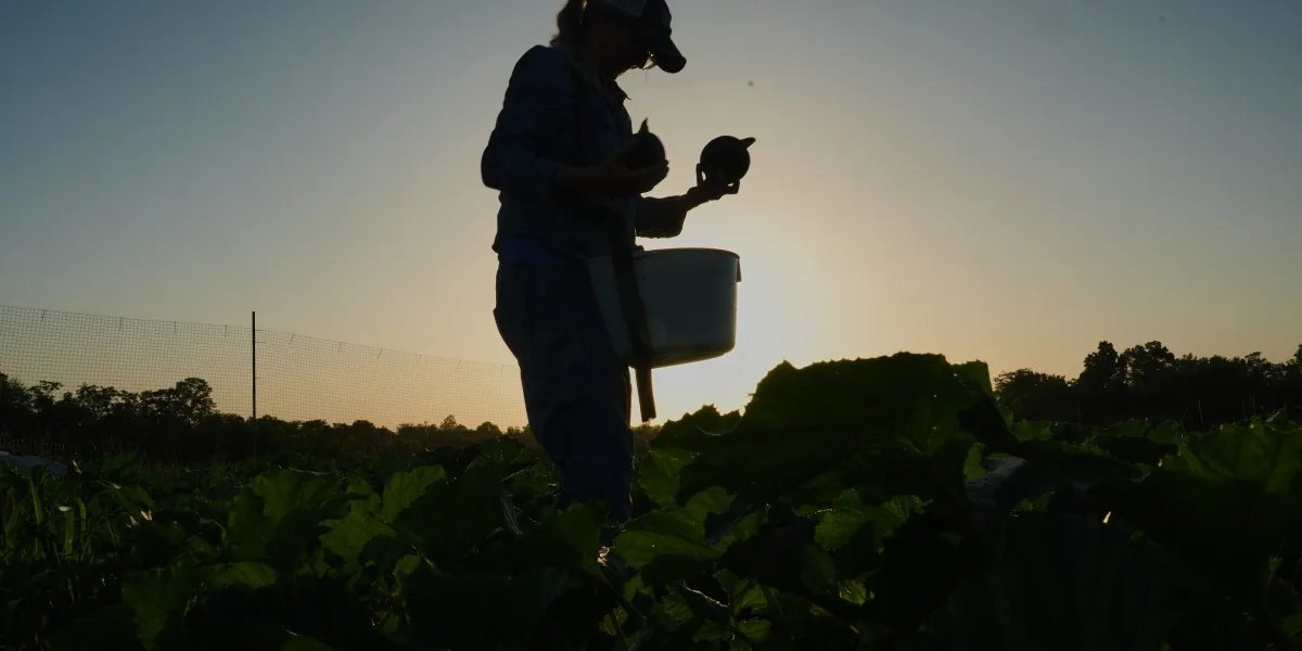 ‘They’re not freak occurrences’: Farmers grapple with defending crops amid excessive climate