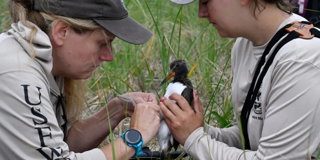 The uncommon ‘nice conservation success story’ is occurring off New England as $10 million over 10 years brings again the quirky oystercatcher chicken