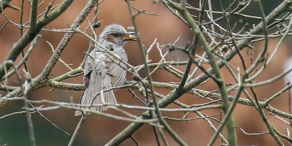 Sit again and watch the birds—your well being will thanks, knowledge reveals