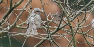 Sit again and watch the birds—your well being will thanks, knowledge reveals