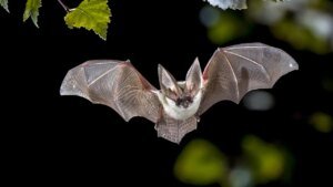 San Diego Zoo Safari Park bat checks constructive for rabies, prompting warning