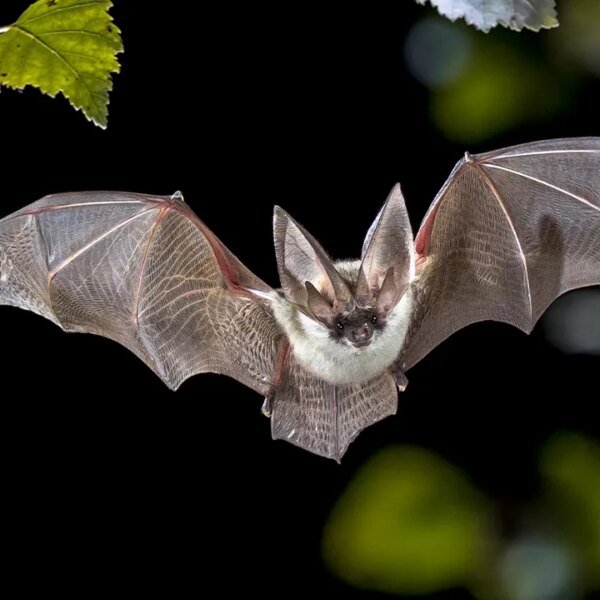 San Diego Zoo Safari Park bat checks constructive for rabies, prompting warning