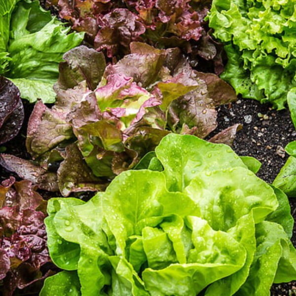 Authorities Identify Source of Nationwide Cyclospora Outbreak: Salad Distributer Used By Taco…