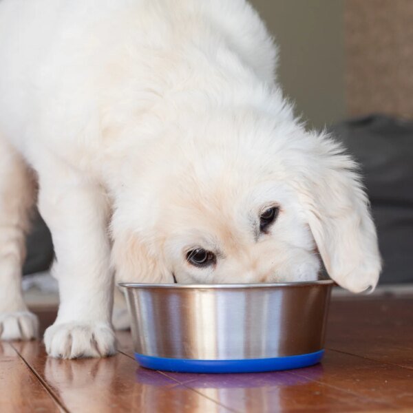 Chewy: Margin Expansion Offsets Sales Choppiness At A Great Valuation
