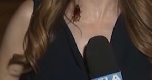 GOING VIRAL: Massive Flying Cockroach Crawls on KTLA Reporter During Live Shot in Filthy Los Angeles – Spencer Pratt Responds With Fire! (VIDEO)