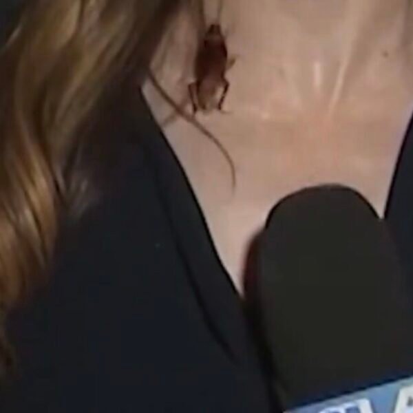 GOING VIRAL: Massive Flying Cockroach Crawls on KTLA Reporter During Live Shot…