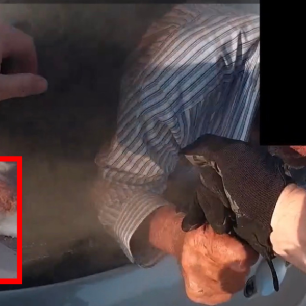 WATCH: Body Camera Footage Shows Heroic Texas Police Officer Pulling Man from…