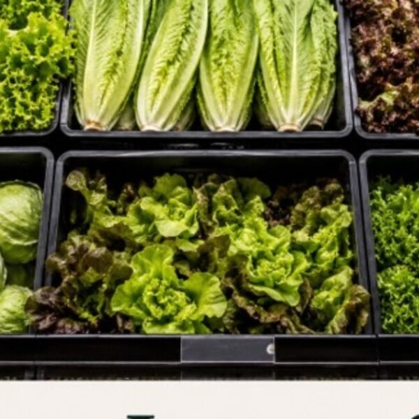 Is Your Lettuce Safe to Eat? Is Any of Your Produce Safe?…