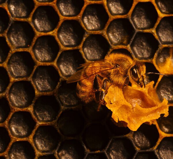 Meet the Bee Vet, Now Making Hive Calls
