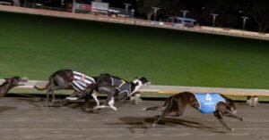 New Zealand Has Ended Greyhound Racing. Now It Has to Manage the Aftermath.