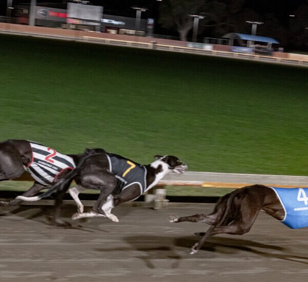 New Zealand Has Ended Greyhound Racing. Now It Has to Manage the…