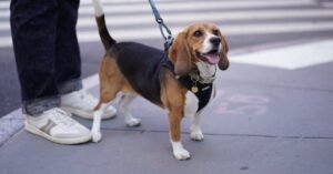 Gene-Editing Technology Offers New Ways to Create the Dogs of Our Dreams