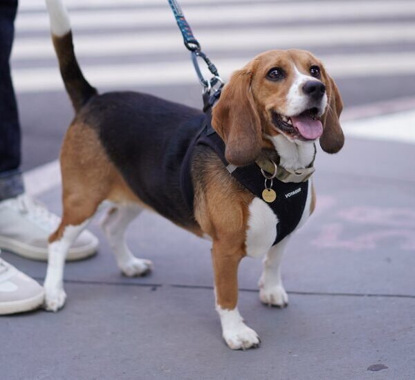 Gene-Editing Technology Offers New Ways to Create the Dogs of Our Dreams