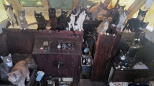 Tacoma sailboat discovered deserted with 60 cats close to Owens Beach, WA