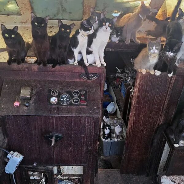 Tacoma sailboat discovered deserted with 60 cats close to Owens Beach, WA