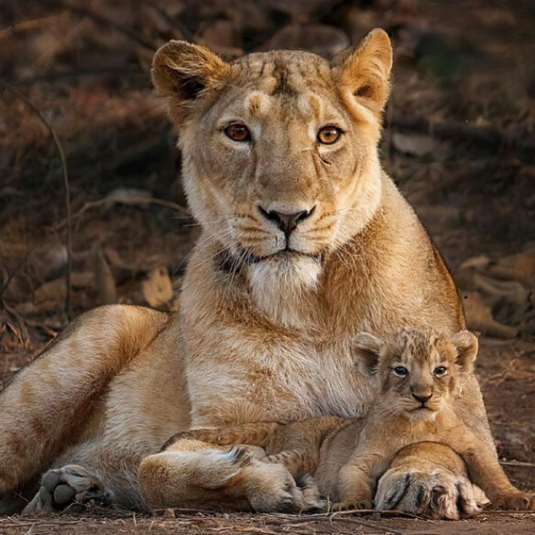 Two Lions Are on the Loose in Indiana and Authorities Have No…