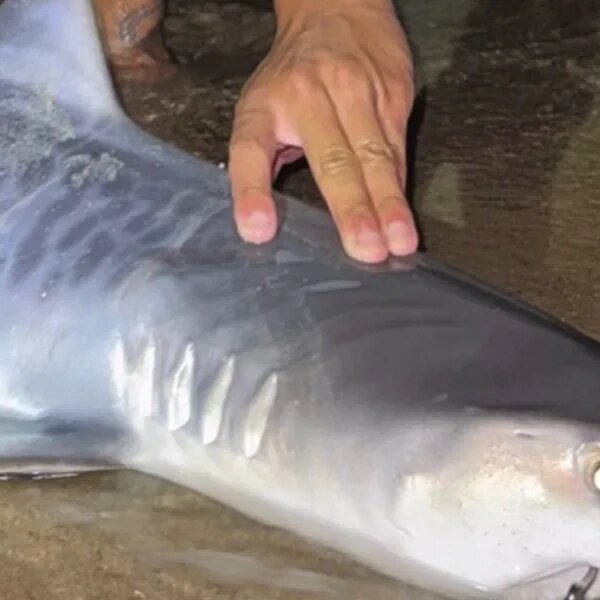 Climate change is making Cape Cod a Tiger Shark habitat