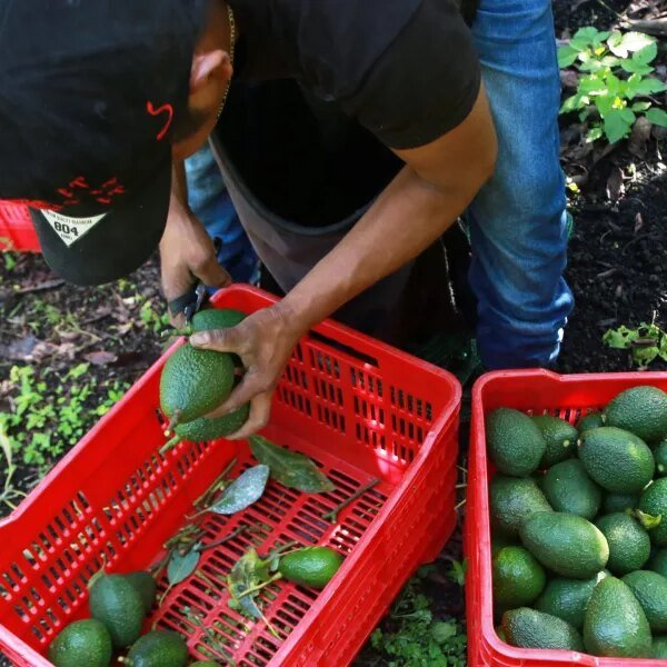 Avocado pickers in Mexico restart exports however are ‘on the mercy’ of…