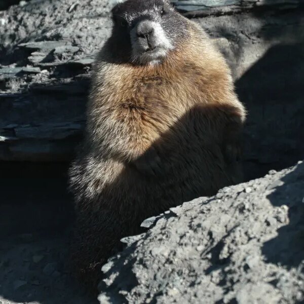Leader of Fat Marmot Week fights the finances lower period: ‘we’re going…