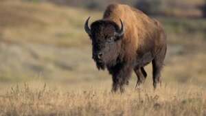 Tourists get dangerously near large bison in gorgeous nature video posted on-line