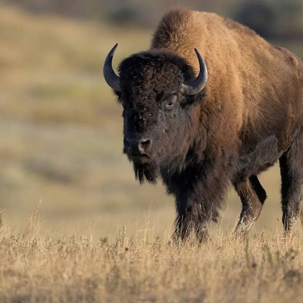 Tourists get dangerously near large bison in gorgeous nature video posted on-line